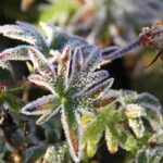 Plantes frileuses : où les placer pour les protéger efficacement du froid ?
