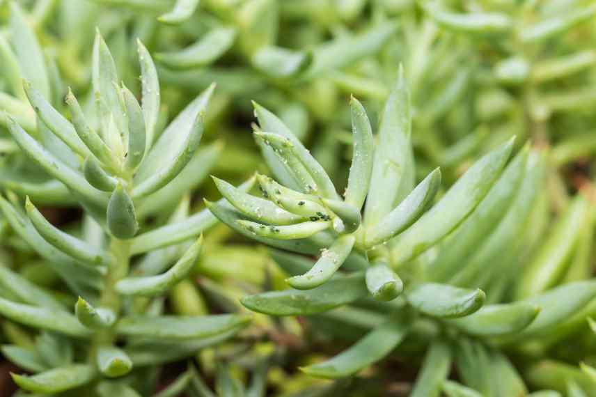 pucerons orpins traiter