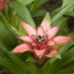 Comment rempoter un Guzmania sans stress ?