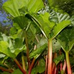 Comment choisir une rhubarbe pour votre jardin ?