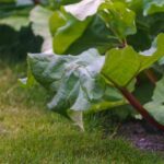 Pourquoi et comment protéger la rhubarbe en hiver ?