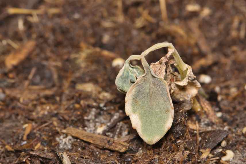 sedum malade pourquoi cause