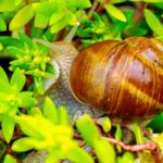 Les maladies et parasites des Sedum