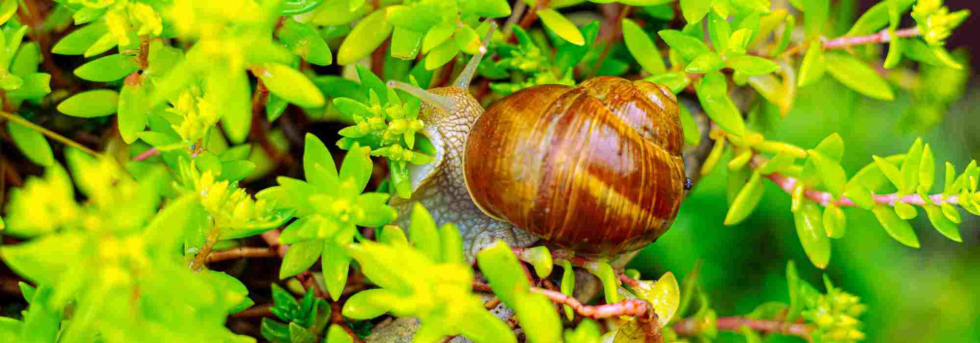 Les maladies et parasites des Sedum