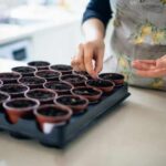 Comment faire ses semis de légumes en intérieur ?