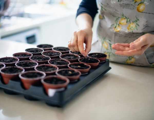 Comment faire ses semis de légumes en intérieur ?