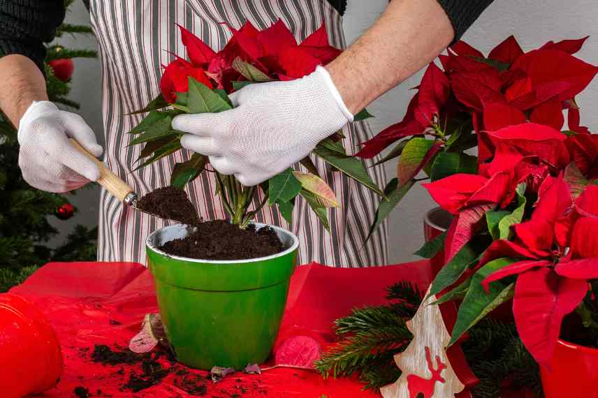 que faire d un poinsettia apres Noel