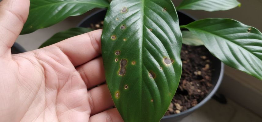 maladies des taches foliaires sur une fleur de lune