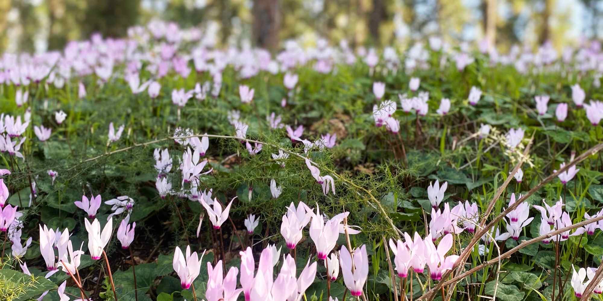 Les vivaces à floraison précoce : pour vite sortir de l'hiver !