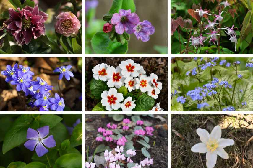 vivaces à floraison printanière précoce 