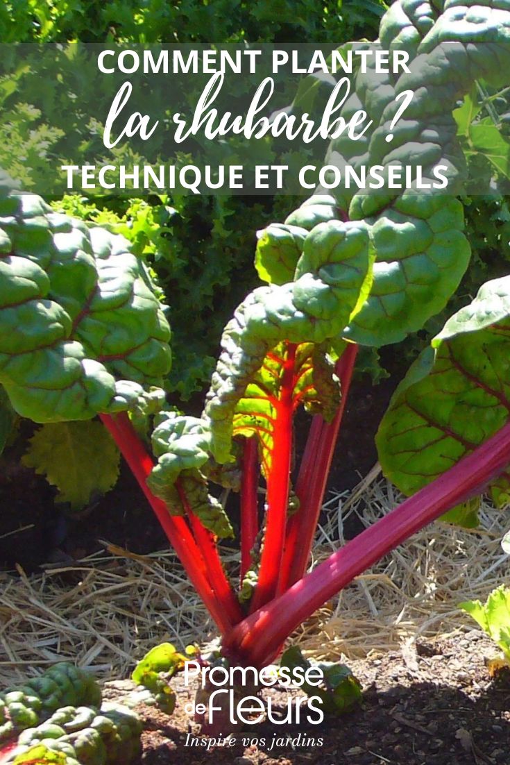 Comment planter la rhubarbe ?
