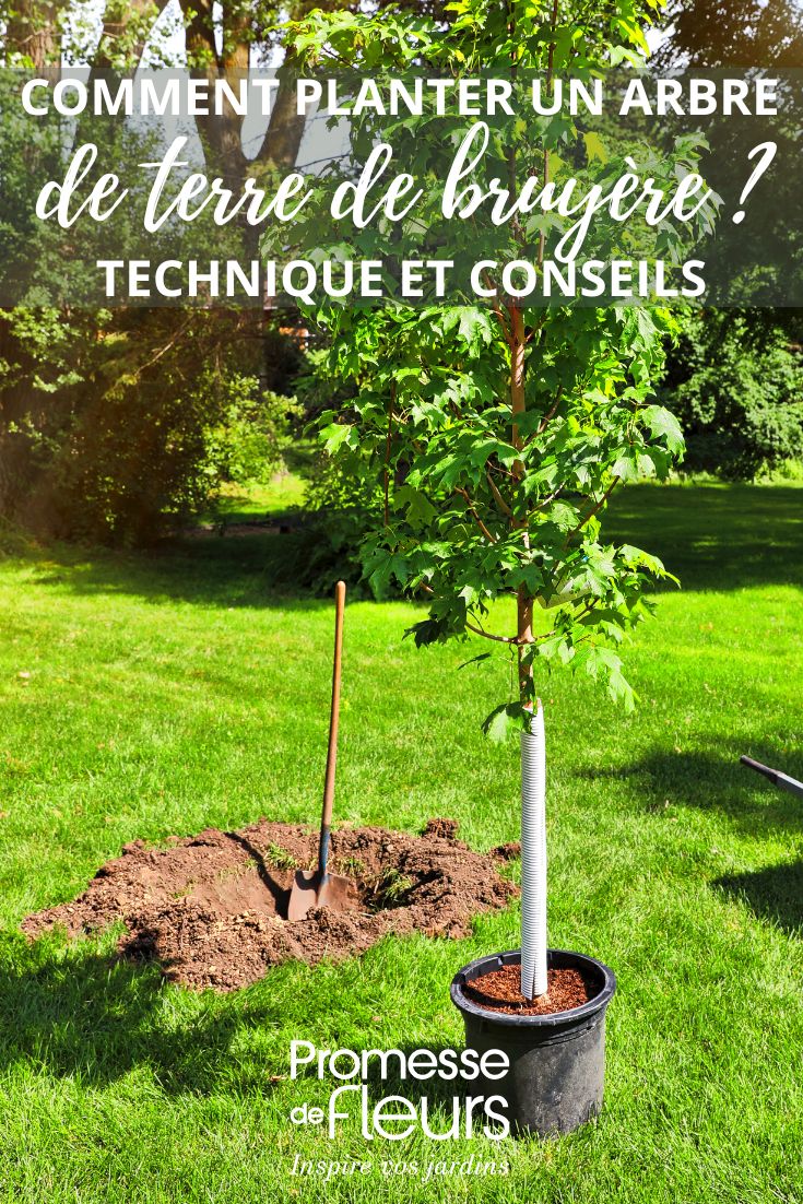 plantation d'un arbre