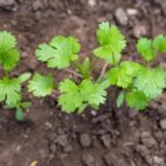 Comment semer la coriandre ?