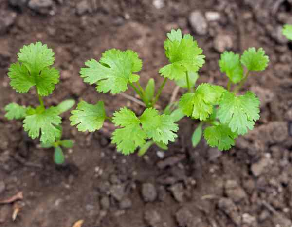 Comment semer la coriandre ?