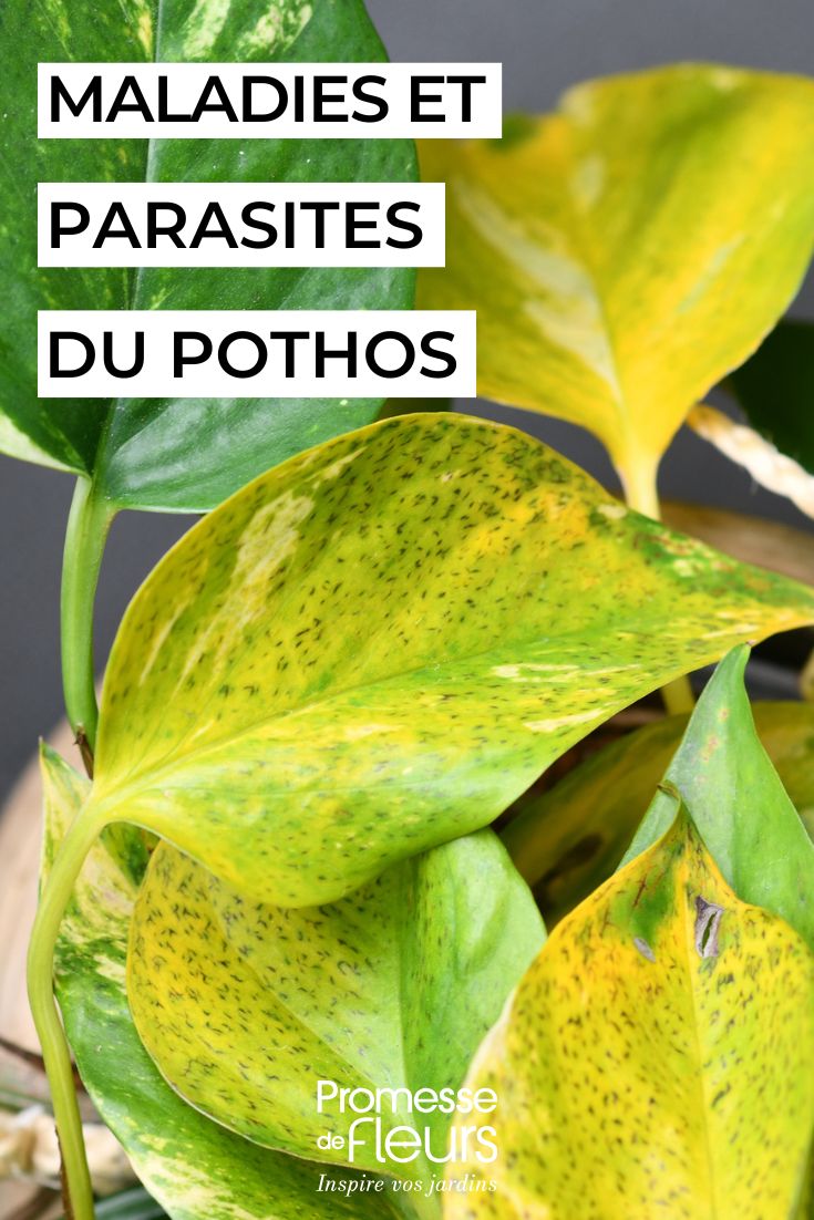 soigner un pothos