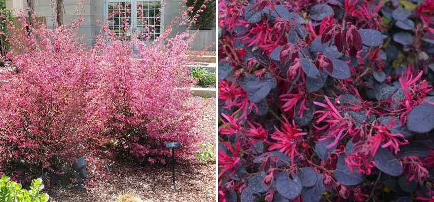 feuillages noirs Loropetalum