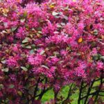 Choisir un Loropetalum