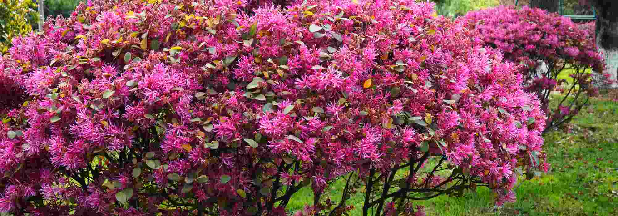 Choisir un Loropetalum