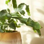 Les maladies et parasites du Phlebodium