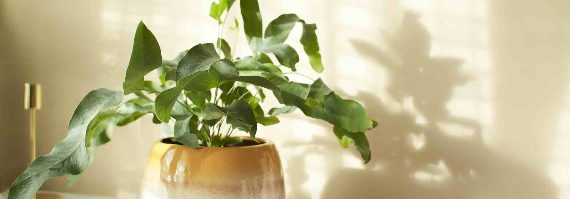 Les maladies et parasites du Phlebodium