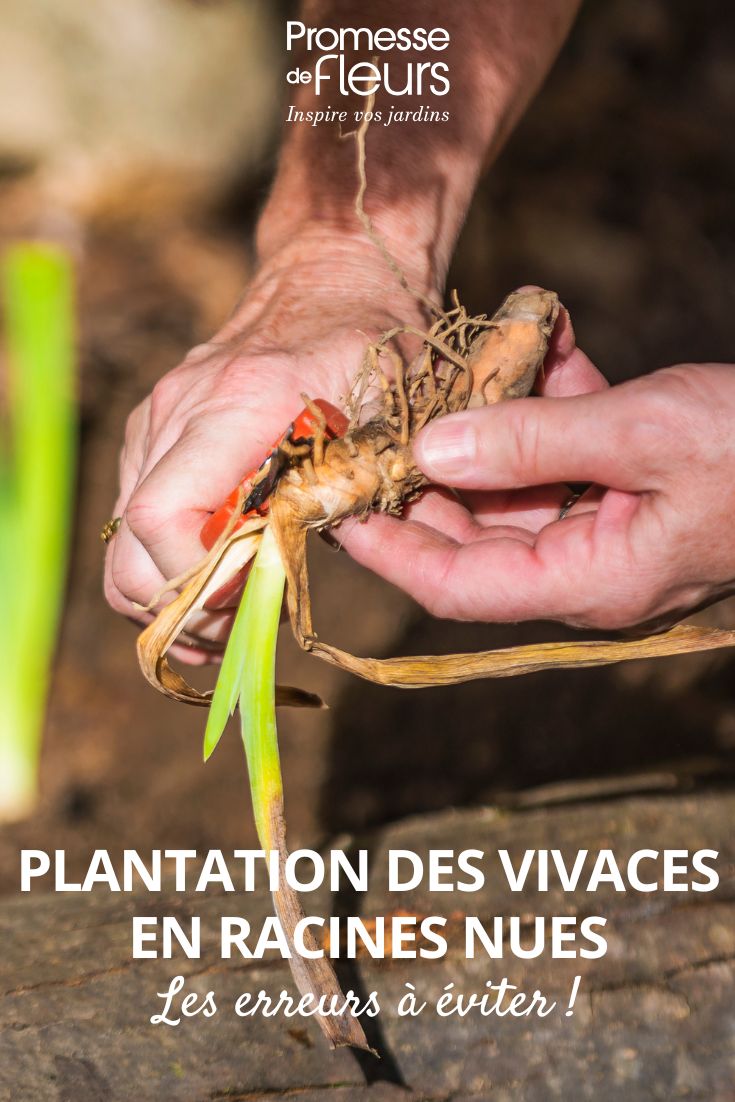 préparation de racines de vivaces