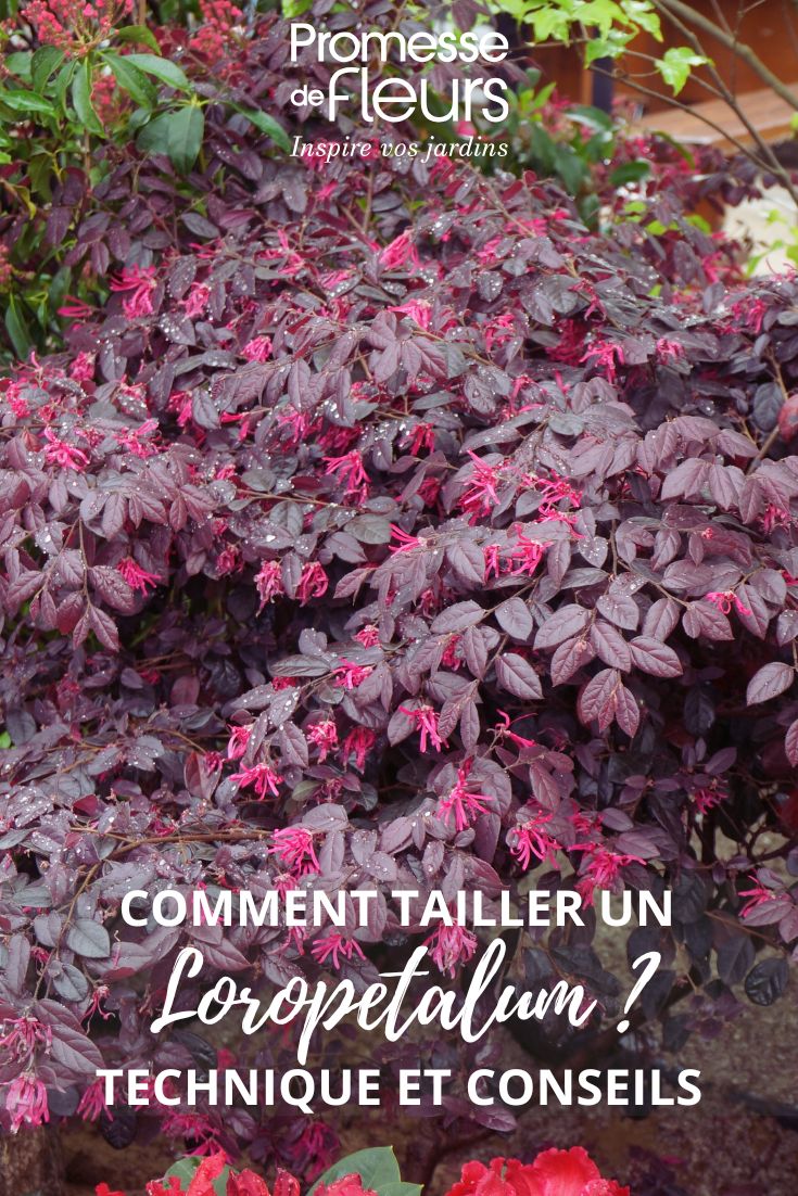 tailler le Loropetalum