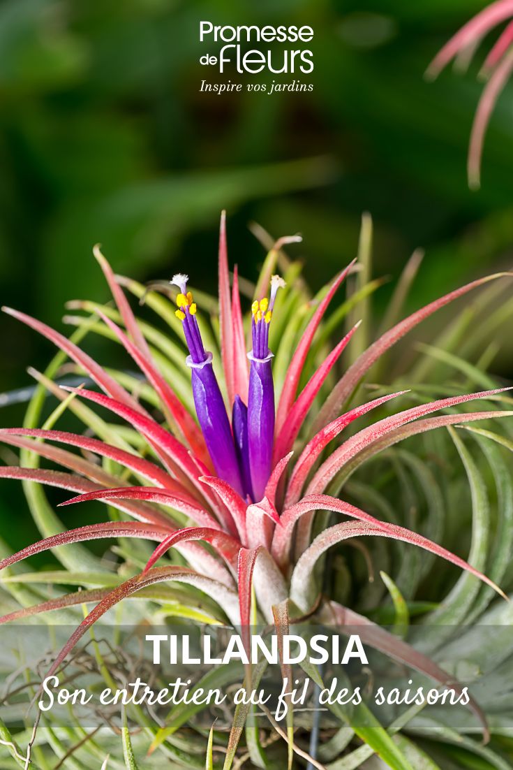 entretien du tillandsia