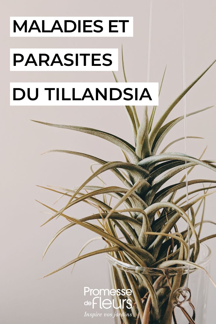 soigner un TILLANDSIA