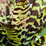 Vriesea : l’entretien au fil des saisons