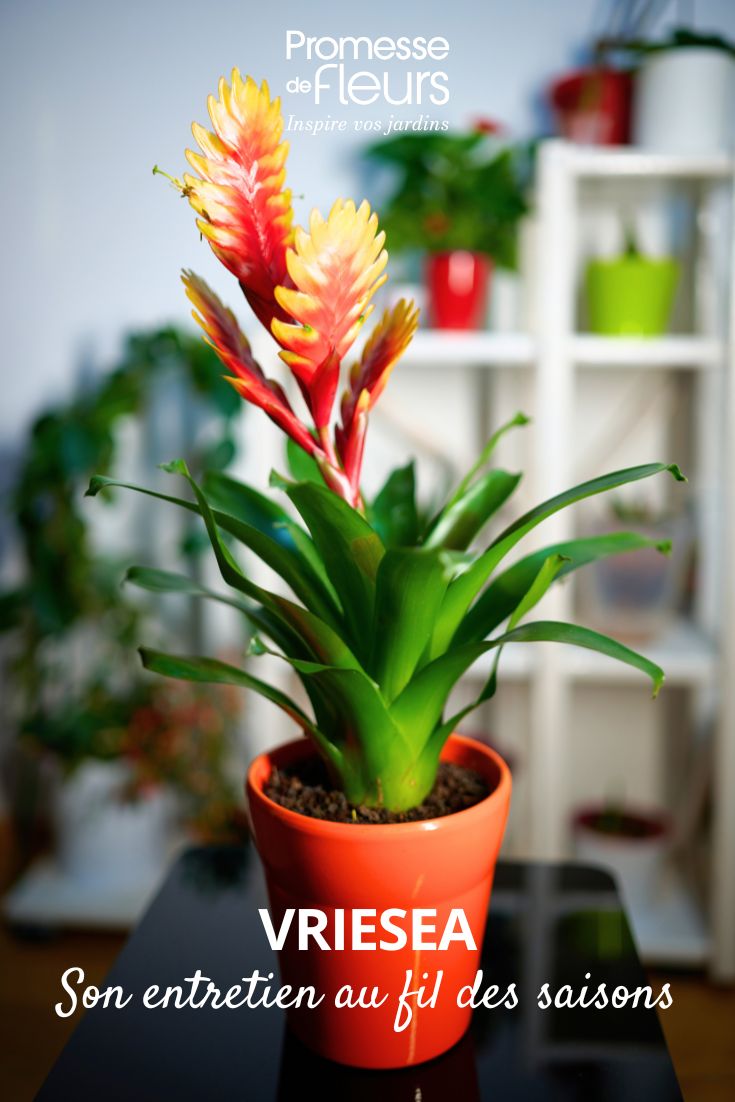 entretien du Vriesea