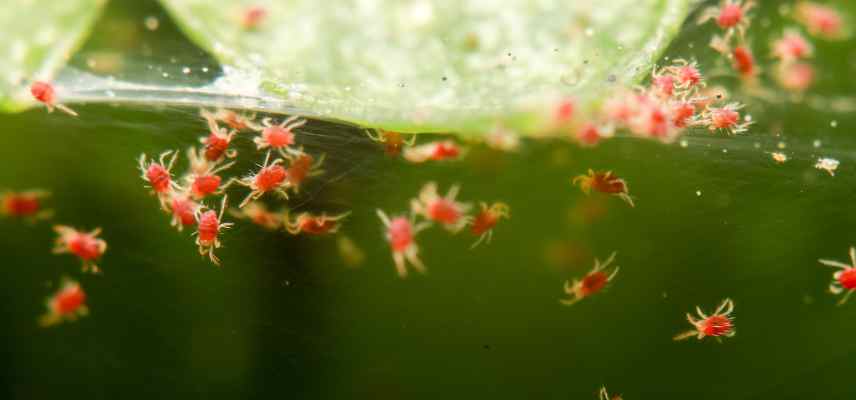 parasites sur plante interieur traiter