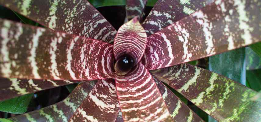 arroser un Vriesea en ete