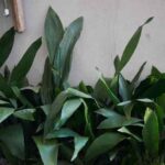 Comment multiplier l'aspidistra ?