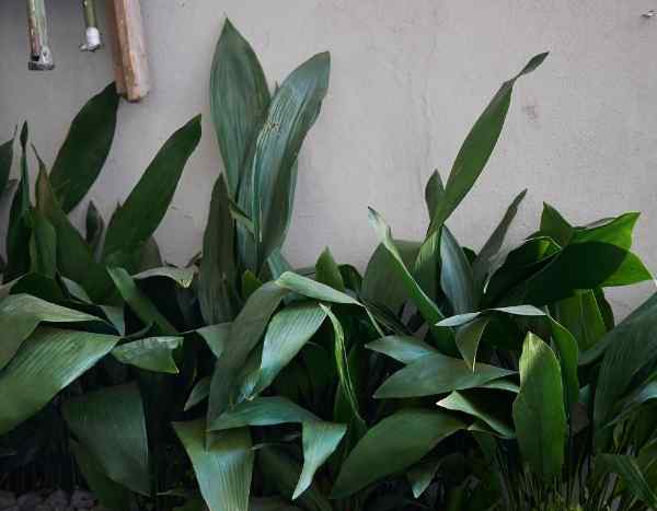 Comment multiplier l'aspidistra ?