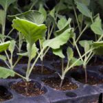 Comment semer le chou kale ?