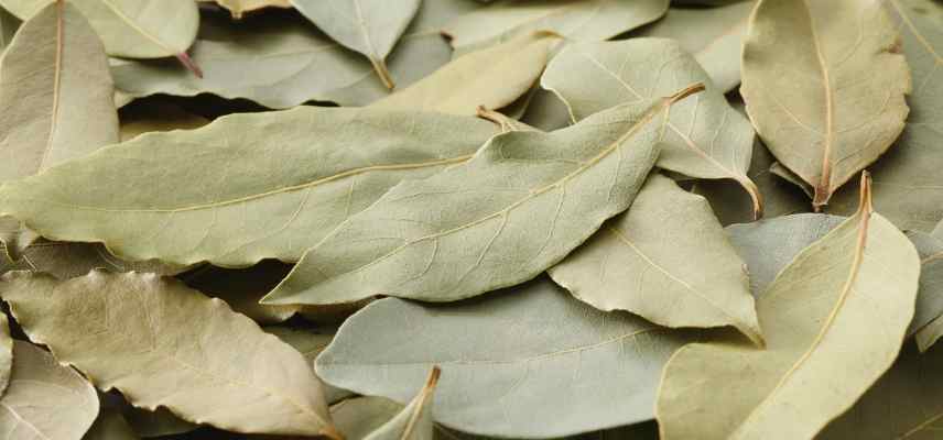 laurus nobilis feuilles sechees