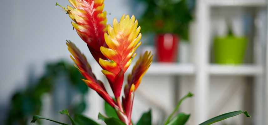 floraison printemps Vriesea