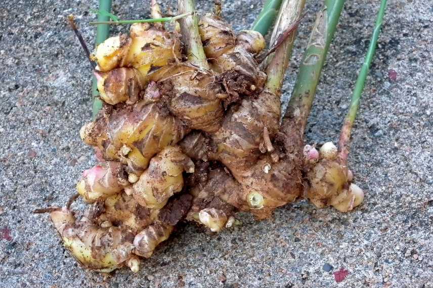 bénéfices du gingembre sur la santé