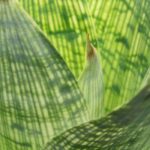 Les maladies et parasites du Vriesea