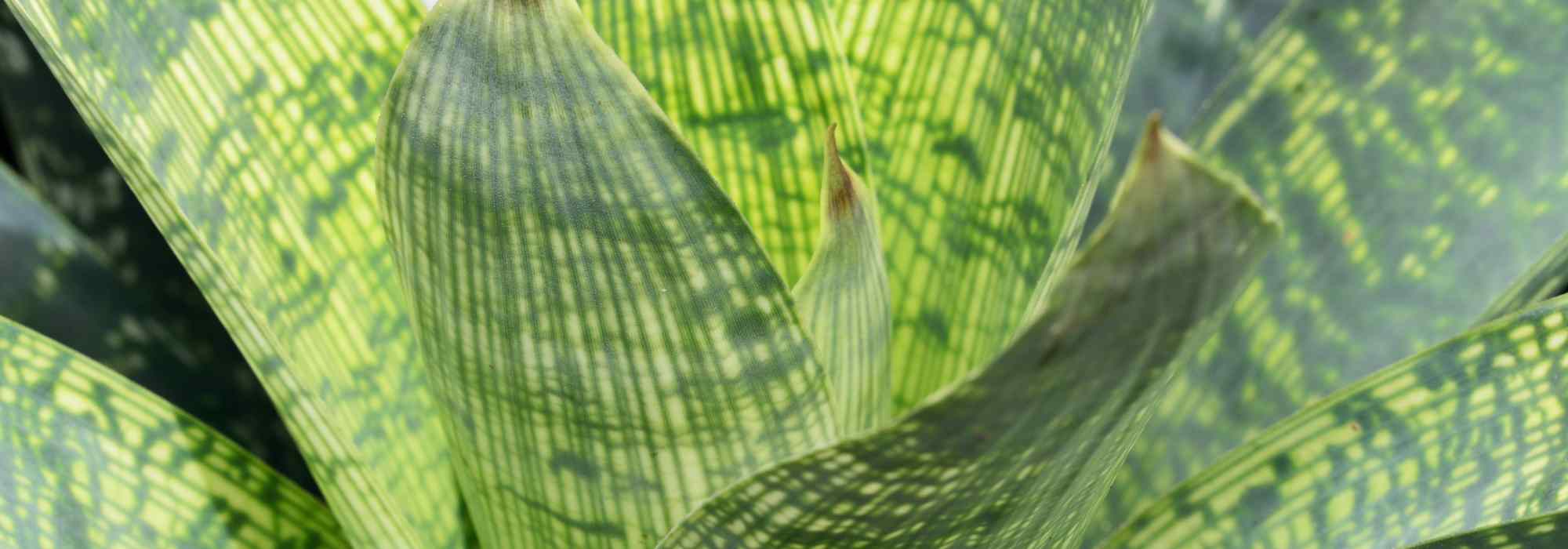 Les maladies et parasites du Vriesea