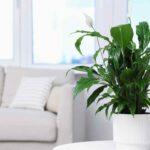 Spathiphyllum : son entretien au fil des saisons