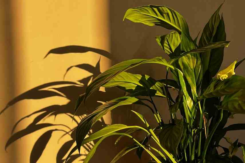 entretien du spathiphyllum toute l'année