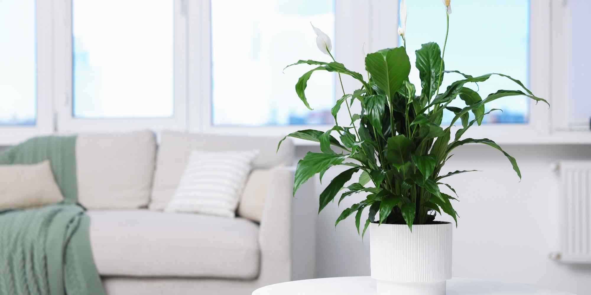 Spathiphyllum : son entretien au fil des saisons