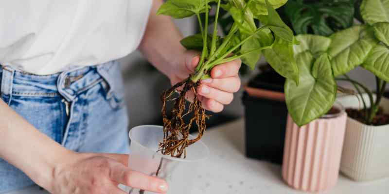 pourriture des racines