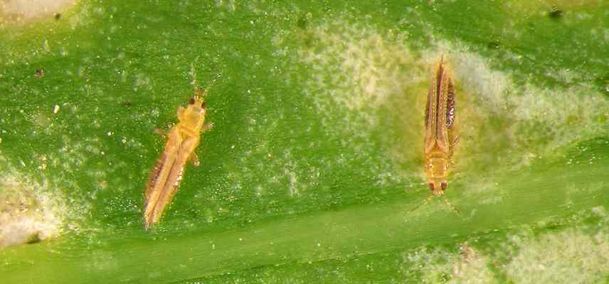 maladies plantes interieur