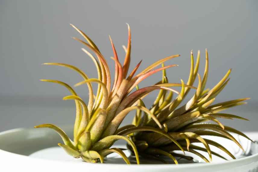 soins du tillandsia au fil des saisons 