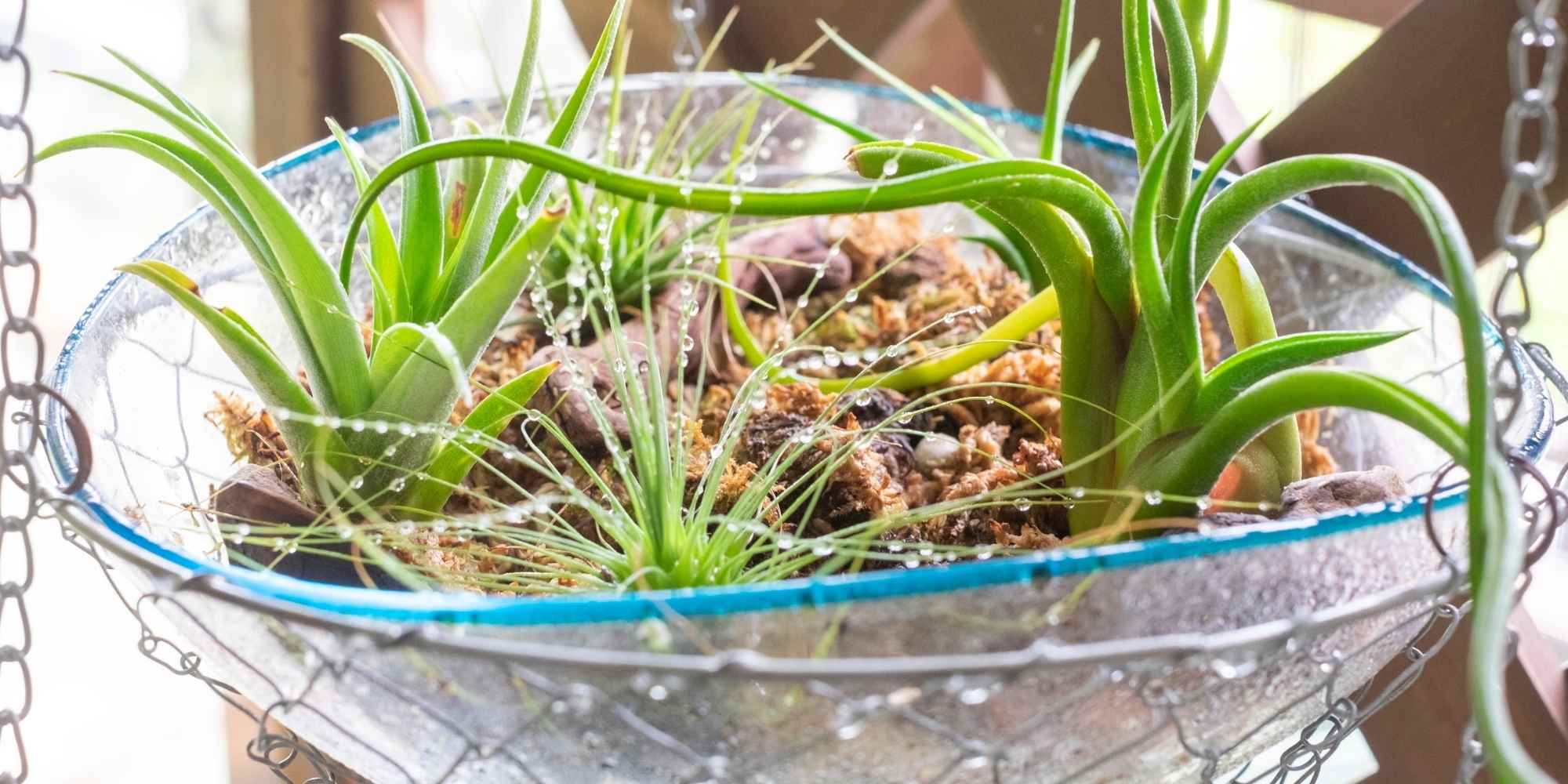 Tillandsia : comment l'entretenir au fil des saisons ?