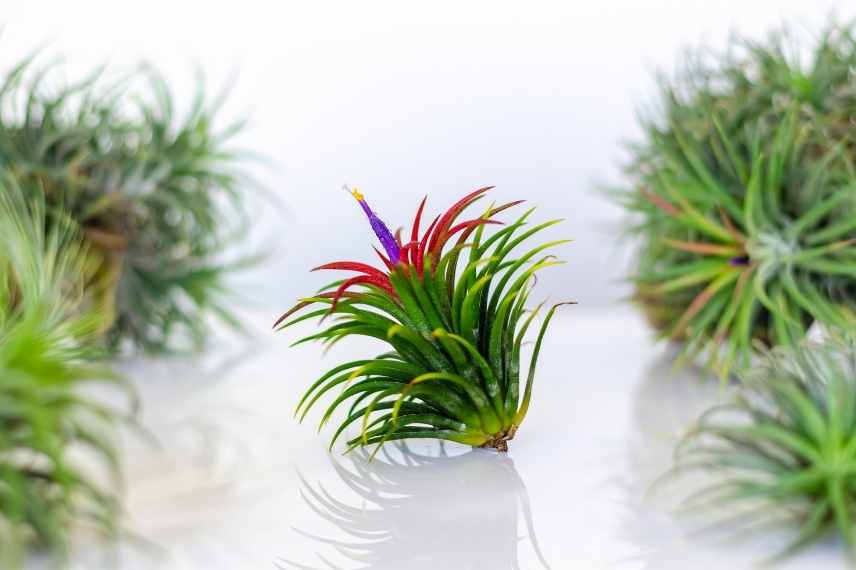 fleur de tillandsia