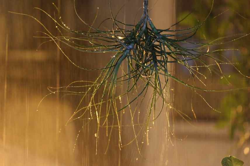 tillandsia maladies