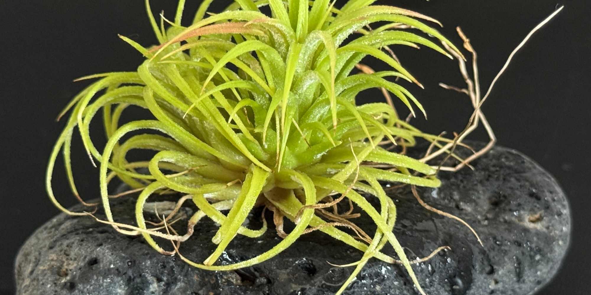 Tillandsia : maladies et parasites courants